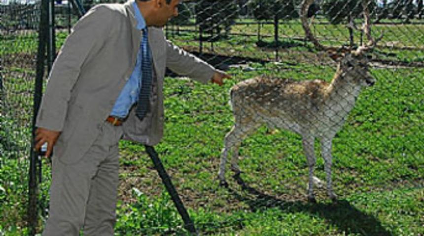 Pitbulllar koruma altındaki geyiği par&ccedil;aladı