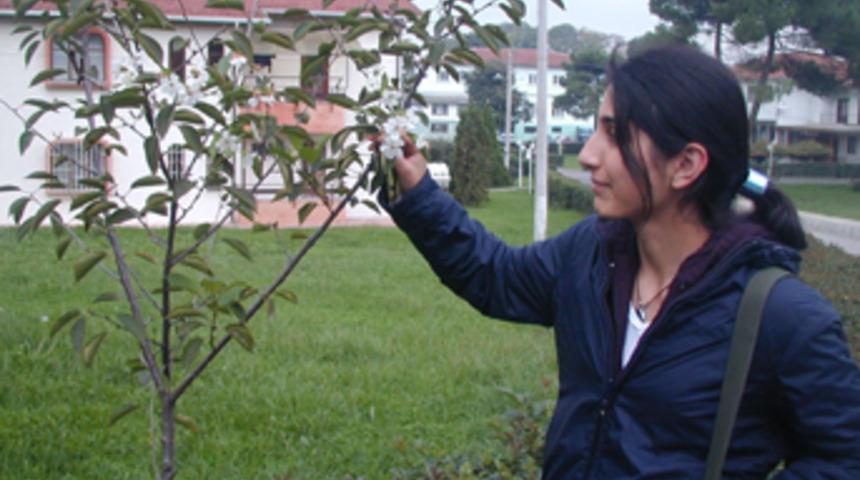 Adapazarı'nda vişneler &ccedil;i&ccedil;ek a&ccedil;tı