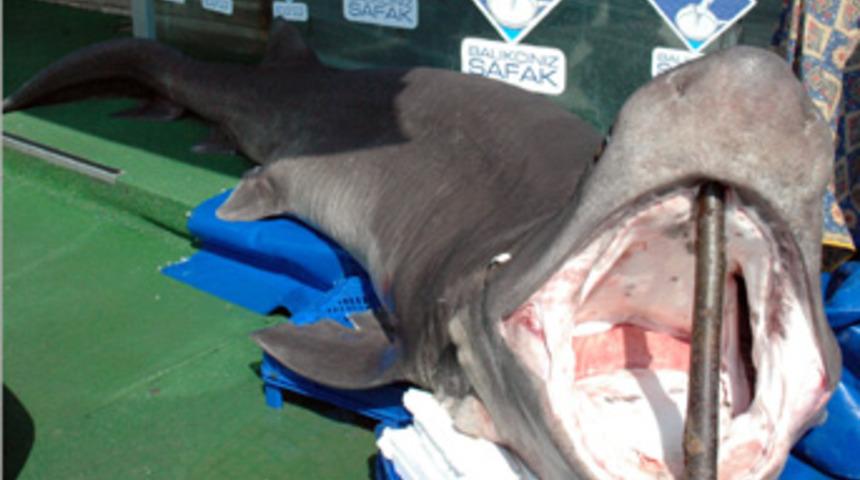 KKTC'de 1 tonluk k&ouml;pek balığı yakalandı