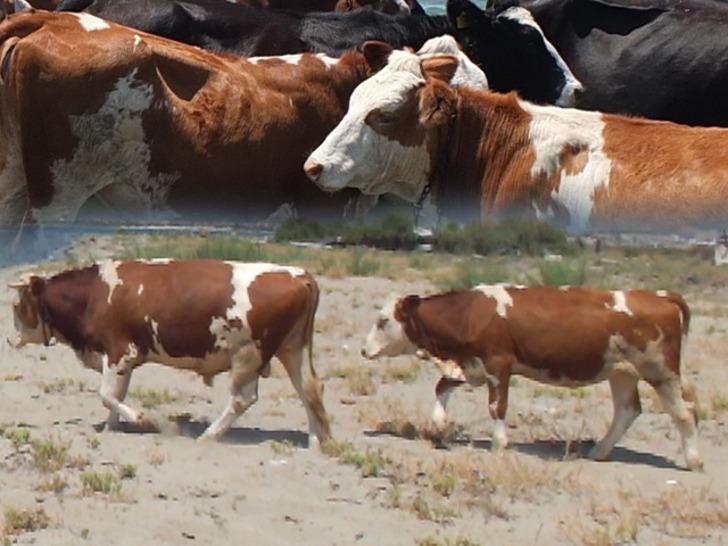 Sıcaktan bunalan inekler soluğu orada alıyor: "Günde 2 kez filan girip çıkıyorlar"