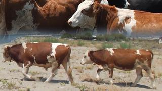 Sıcaktan bunalan inekler soluğu orada alıyor: Günde 2 kez filan girip çıkıyorlar