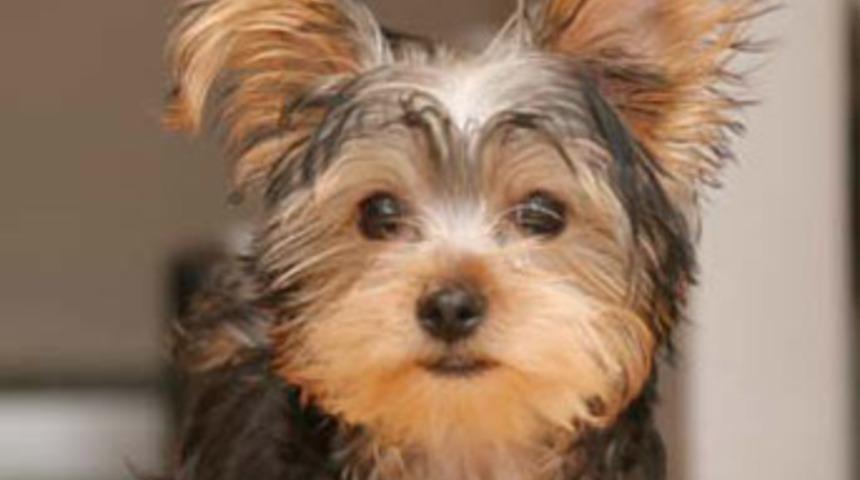 Minik Terrier, 5 &ccedil;ocuğu pitbullardan kurtardı