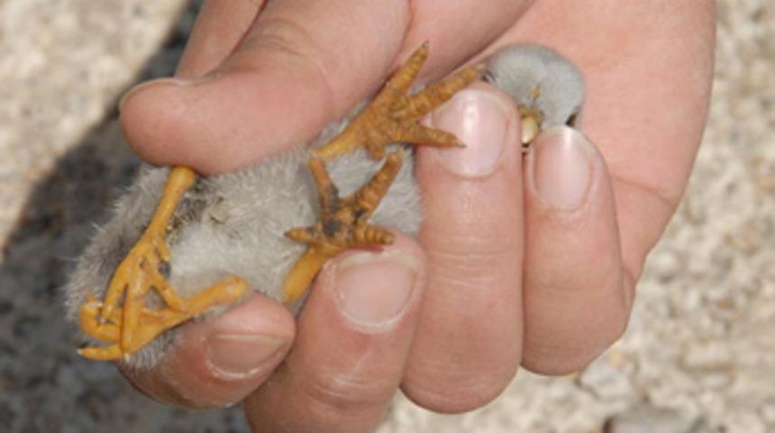 Kırıkkale'de d&ouml;rt ayaklı civciv d&uuml;nyaya geldi