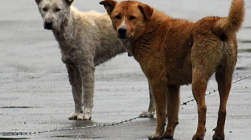 İzmir'de bir evde sağlıksız koşullarda bakılan 52 köpeğe el konuldu