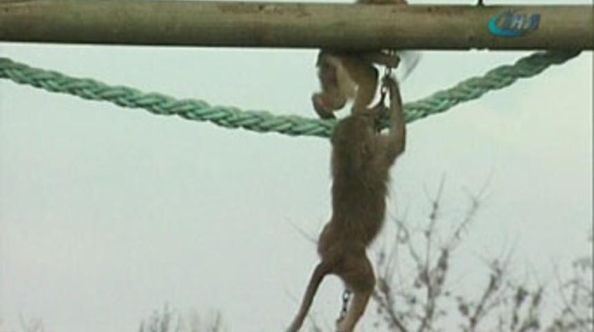 Bursa Zoopark'ta kışa rağmen bahar