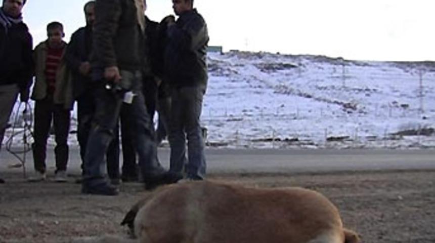 Yaralı k&ouml;pek acılar i&ccedil;inde kıvrandı