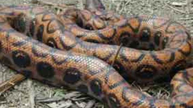 Anakonda ile boğuştu torununu kurtardı