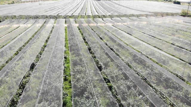 'En çok bu rağbet görüyor' Faydaları saymakla bitmiyor! Artık İstanbul'da yetişiyor... 