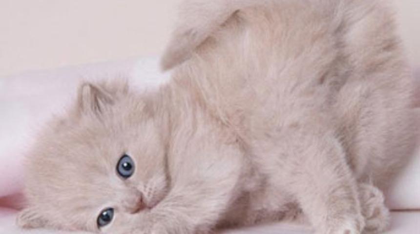 Evcil hayvan besleyin stresiniz azalsın!