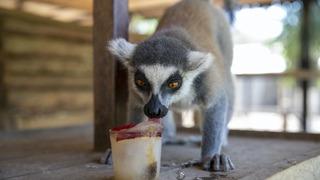 Tarsus Doğa Parkı sakinleri buzlu kokteyl ve yağmurlama sistemiyle serinliyor
