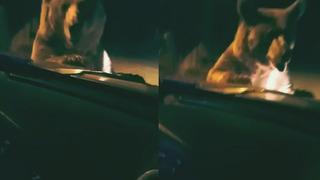 Aracın önüne atlayan ayı yürekleri ağza getirdi! O anlar böyle görüntülendi