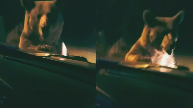 transparan gelinlik onedio mete gazoz hasta mı