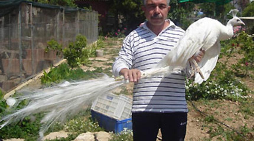 Tavus kuşunu bulana &ouml;d&uuml;l verecek