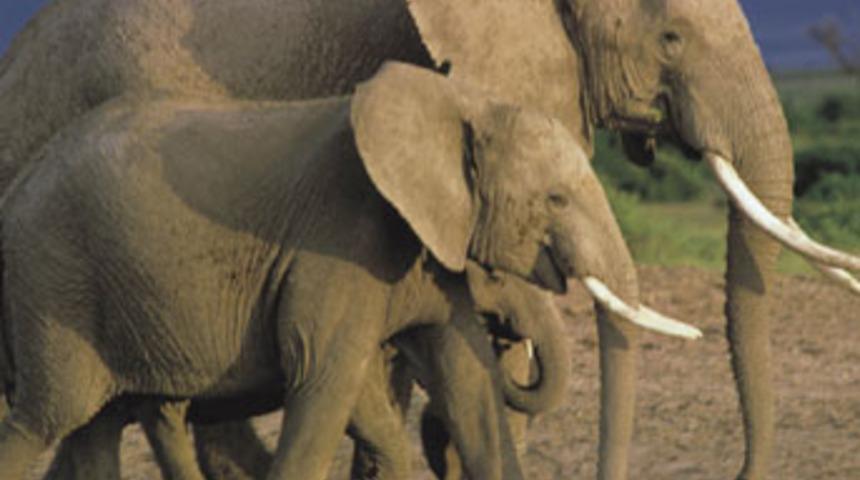 Yabani fillere karşı acı biber &ouml;nlemi