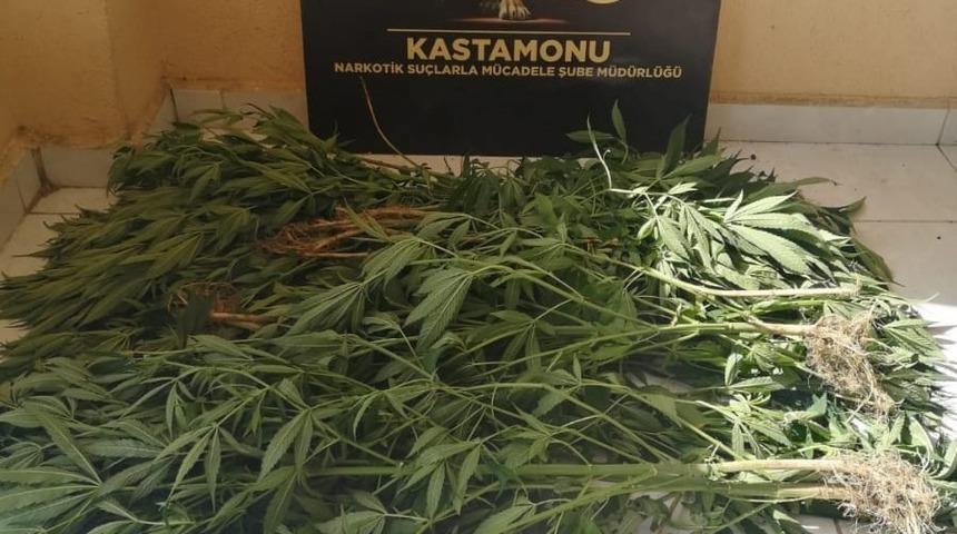 Kastamonu’da 46 kök kenevir ele geçirildi