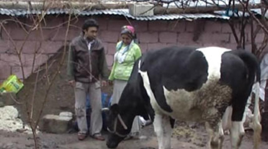 Sevgililer g&uuml;n&uuml; hediyesi inek