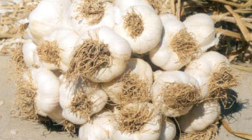 Sarımsağı &ccedil;iğ yemeyin