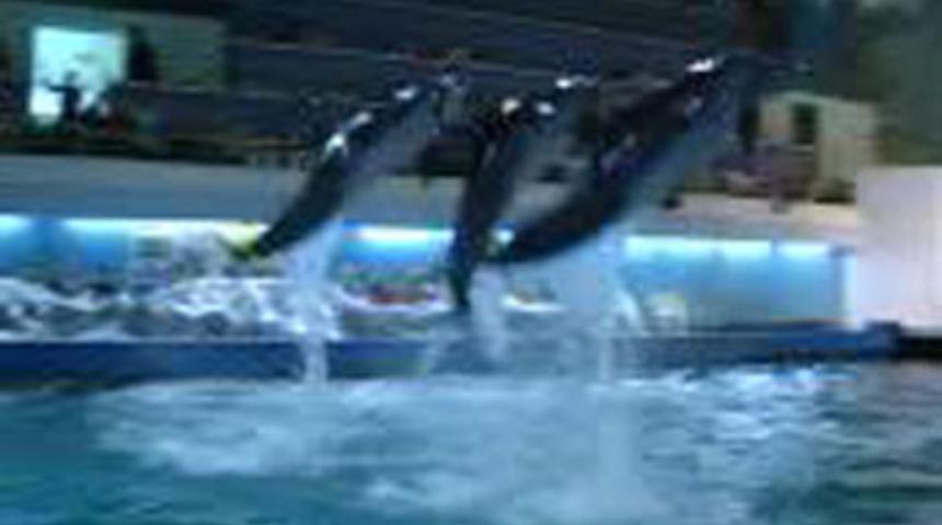 Yunuslardan nefes kesen g&ouml;steri