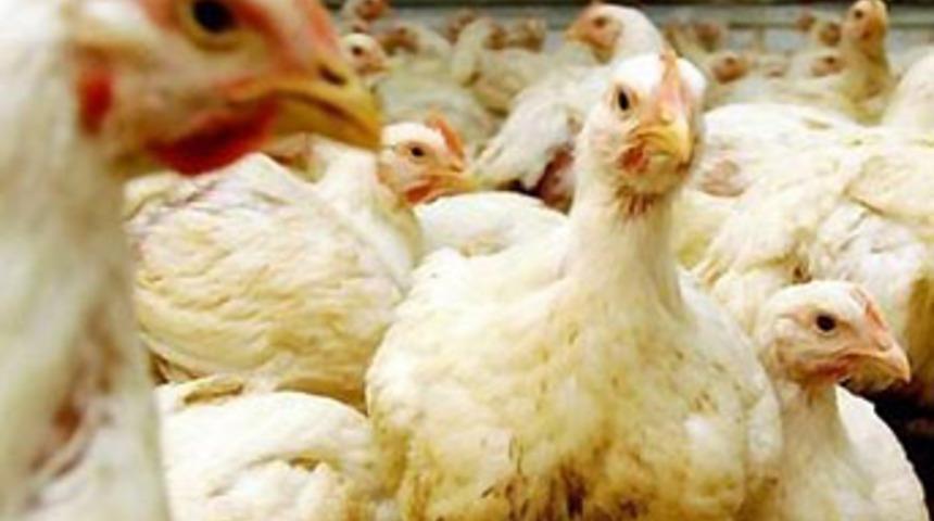 Polonya'da kuş gribi