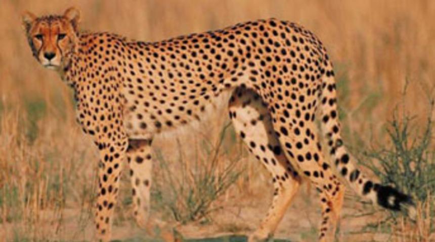 Hayvanat bah&ccedil;esindeki &ccedil;ita bir kadını &ouml;ld&uuml;rd&uuml;