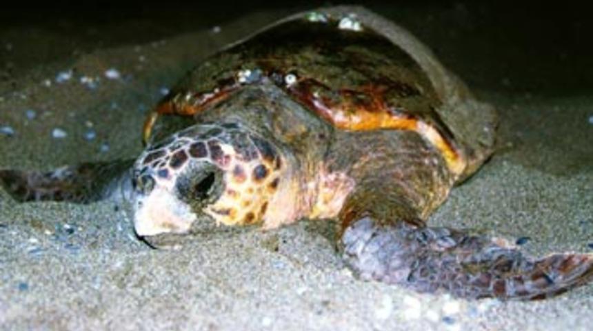 Caretta caretta uydudan izlenecek