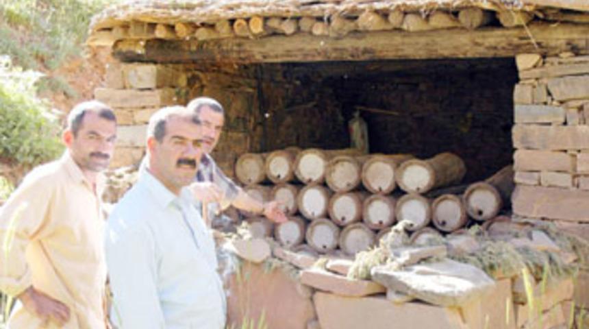 A&ccedil; kalan ayılar arı kovanlarına saldırdı