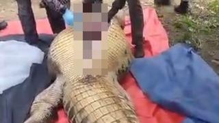 Herkes dört gün önce kaybolan çiftçiyi arıyordu! Adamın cansız bedeni devasa bir timsahın midesinden çıktı