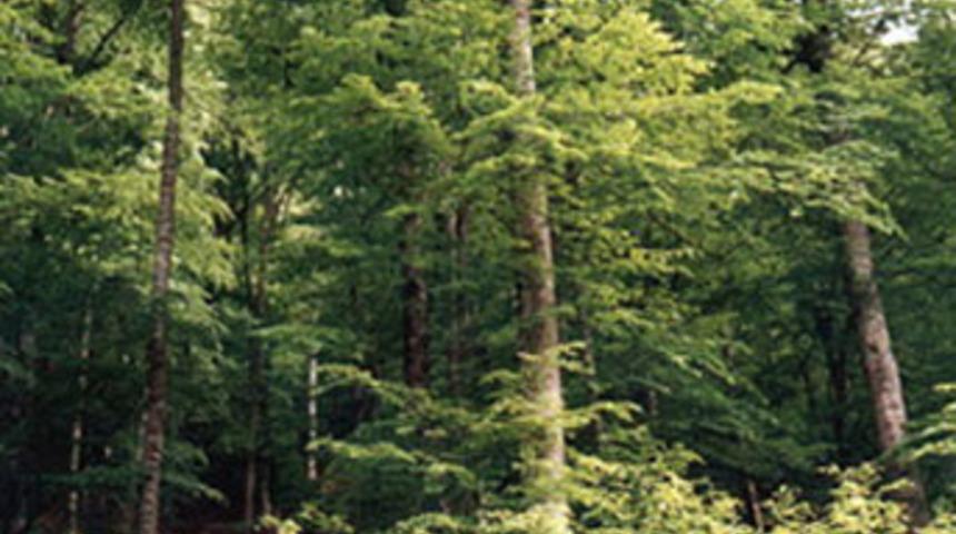 400 bin hektar alanda ağa&ccedil;landırma