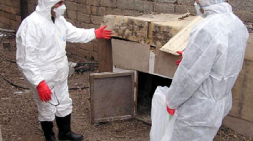 Japonya'da kuş gribi vakası