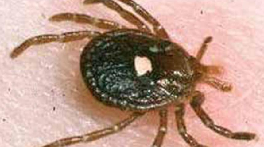 Keneler v&uuml;cuttan kopartılmamalı