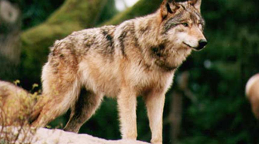 K&ouml;ye inen kurtlar 25 koyunu telef etti