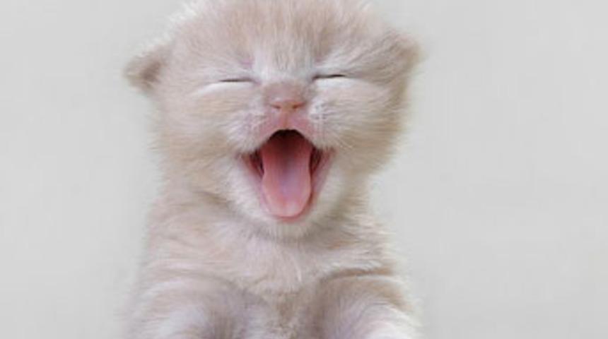 Şarkı s&ouml;yleyen kedi- k&ouml;pek korosu