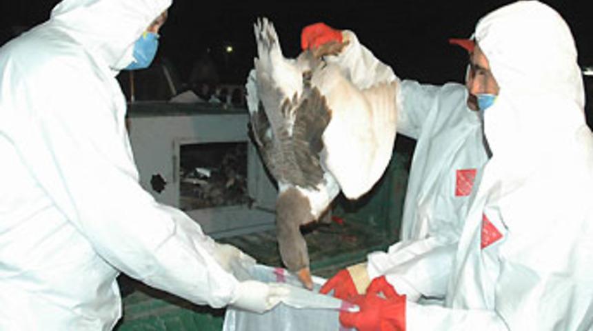 Grip önlemi, kuş gribinden korunma sağlıyor