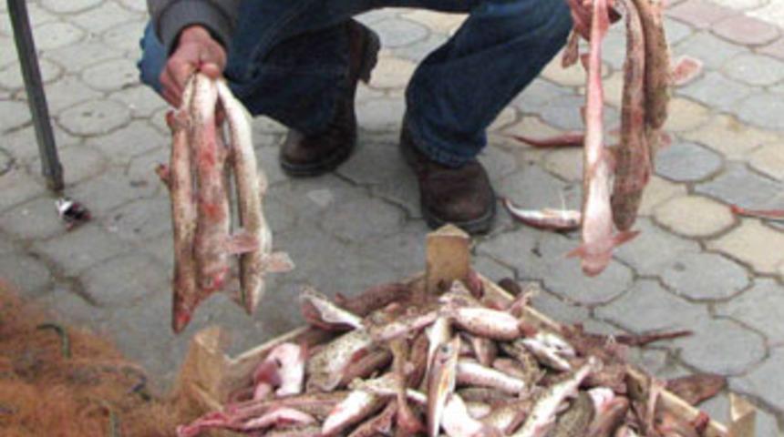 &Ccedil;anakkale'de y&uuml;zlerce k&ouml;pek balığı yavrusu