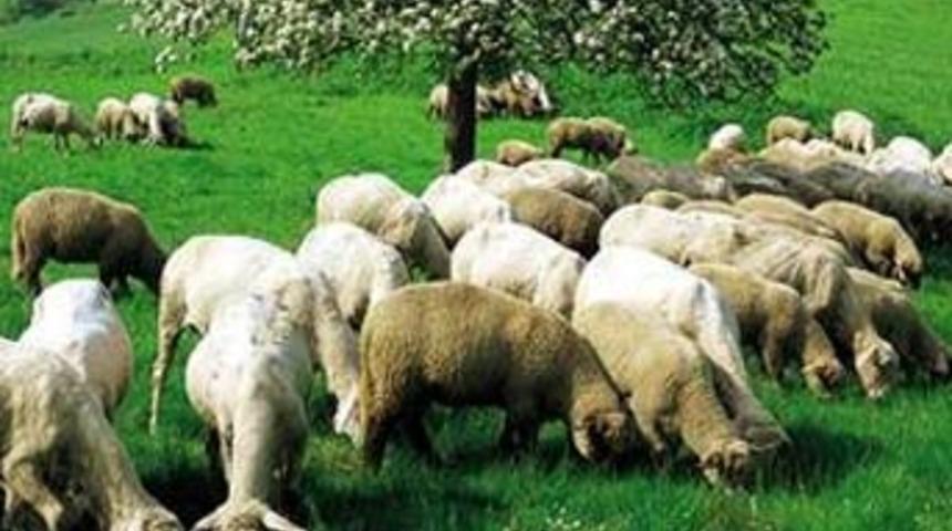 K&uuml;pesiz kurbanlık satana ceza