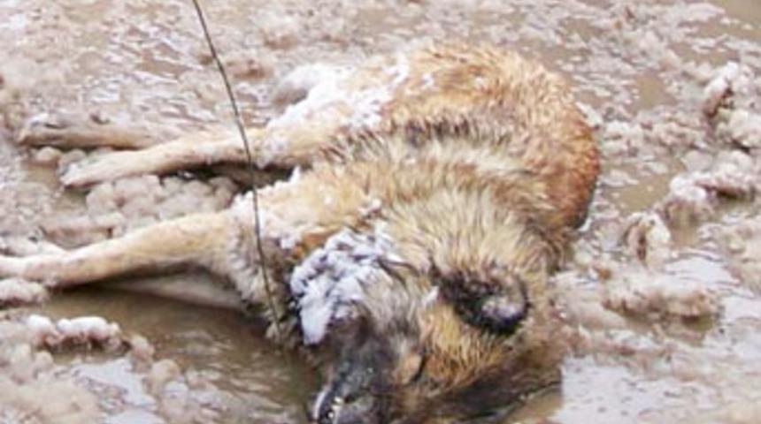 Sokak k&ouml;peğinin acı sonu