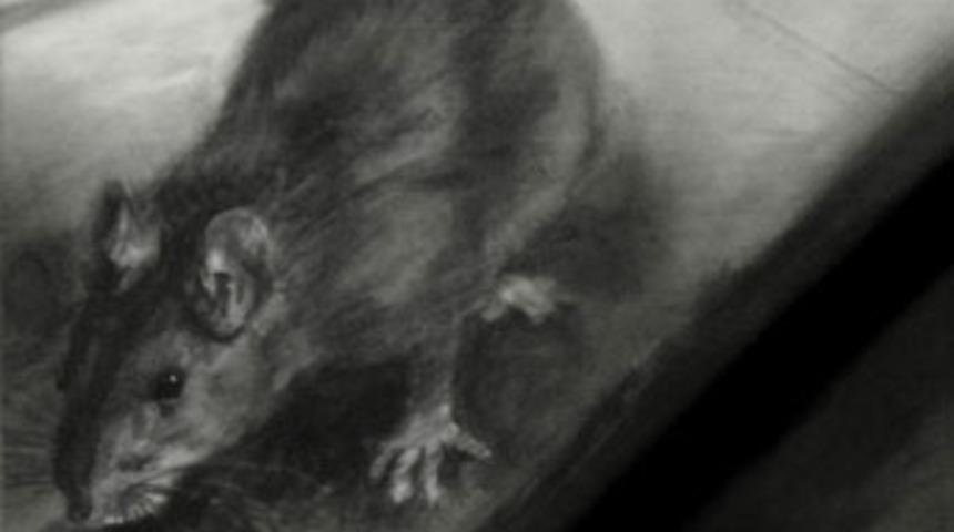 Sı&ccedil;anlar, Karaağa&ccedil;lıları canından bezdirdi