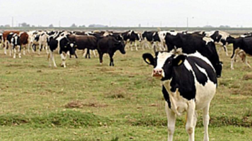 Yağsız s&uuml;t veren inek yetiştirildi