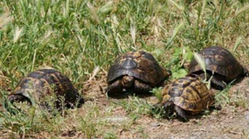 Zifte bulunan 7 kaplumbağadan 3'&uuml; &ouml;ld&uuml;