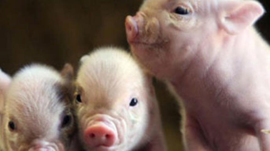 &Ccedil;in'de "domuzcuk" &ccedil;ılgınlığı