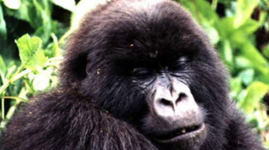 İlk kez bir gorilin doğumu canlı yayınlanacak