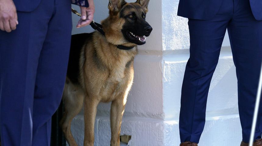 ABD Başkanı Biden'ın köpeği Gizli Servis personelini ısırdı!