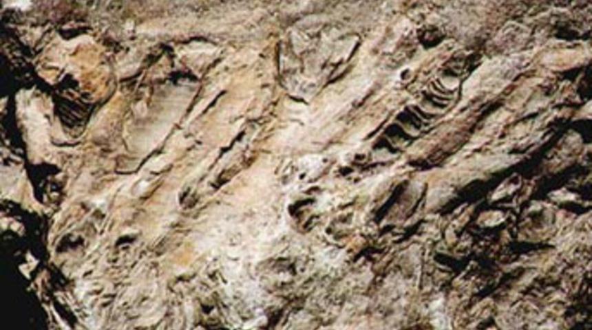 Malatya'da 78 milyon yaşında deniz fosili