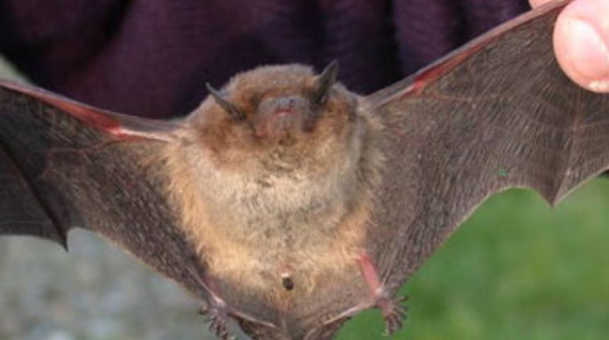 6 yeni canlı t&uuml;r&uuml; bulundu