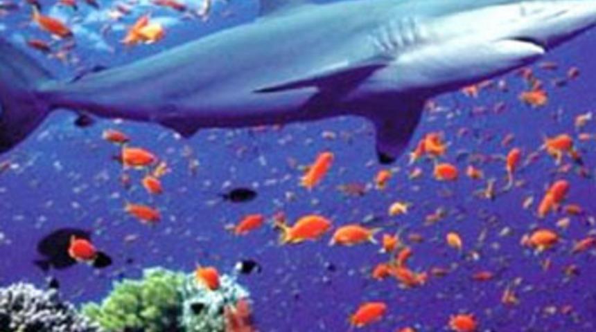 Kum k&ouml;pekbalıkları korunacak