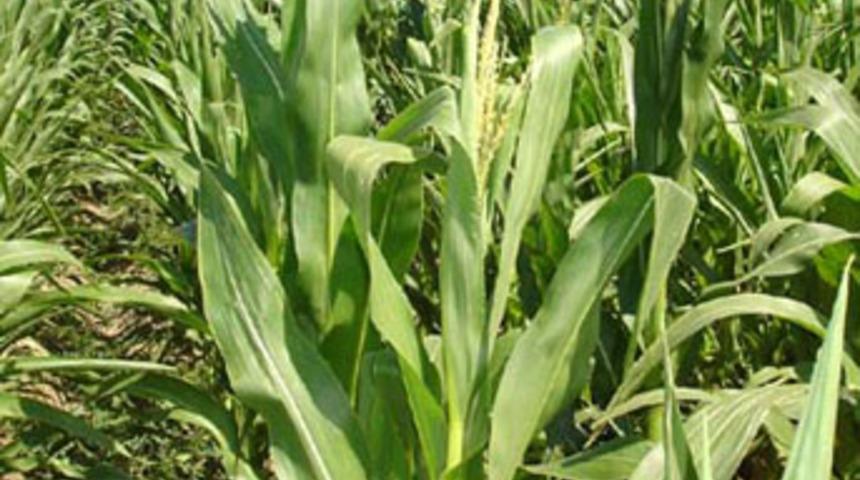 Mısırın p&uuml;sk&uuml;l&uuml; bile eczane gibi