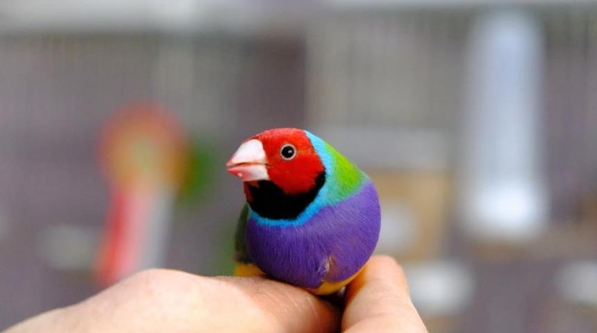 Erzincan’da kiraladığı dairede dünyaca ünlü egzotik kuşları yetiştiriliyor