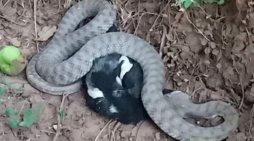 Türkiye’nin en zehir yılanı, kargayı yerken görüntülendi