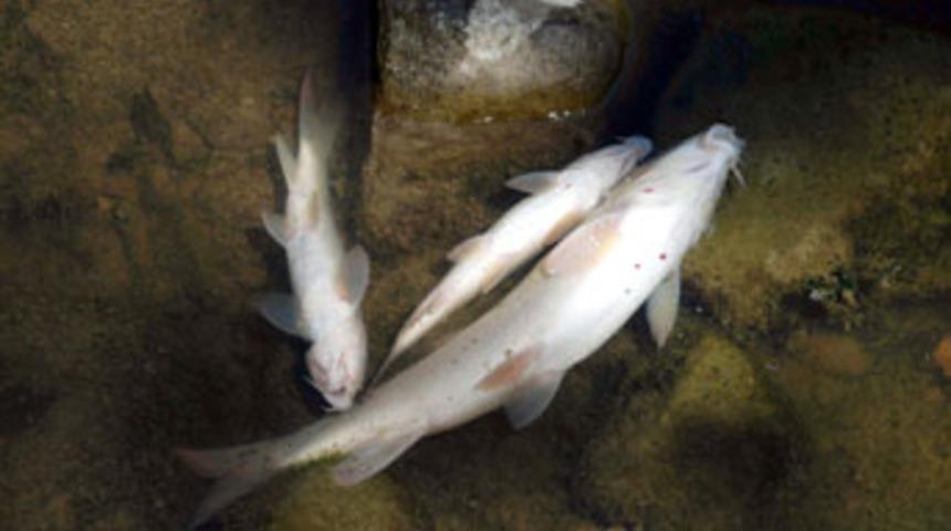 Melen &Ccedil;ayı'nda balıklar &ouml;l&uuml;yor