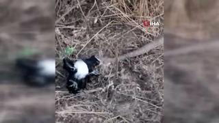 Engerek yılanı yakaladığı kargayı böyle yedi! Saniye saniye kaydetti